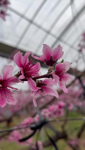 ハナウタカジツ