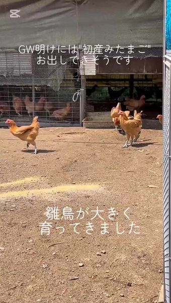 鷺島みかんじま