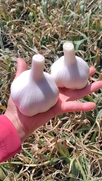 もりやま農園