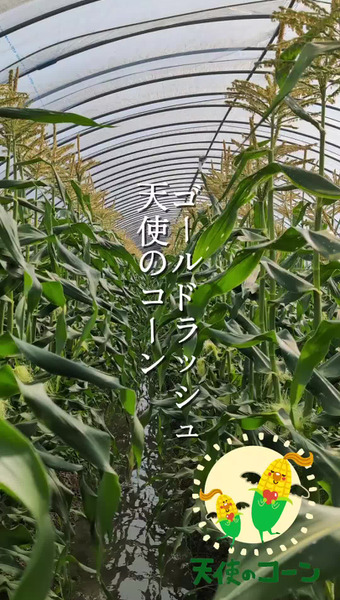 FUJIMOTO農園