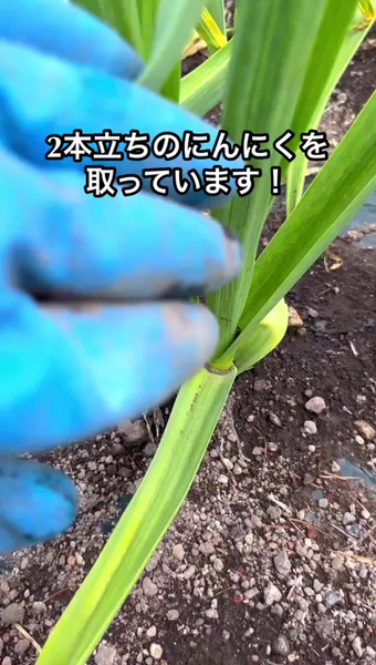 オーク牧場