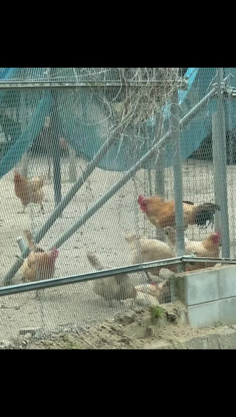 鷺島みかんじま