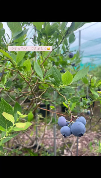 Blueberry Gaoka 