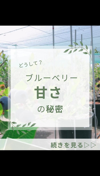 Blueberry Gaoka 