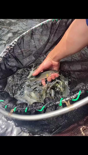 信州あゆ　臼田養魚場