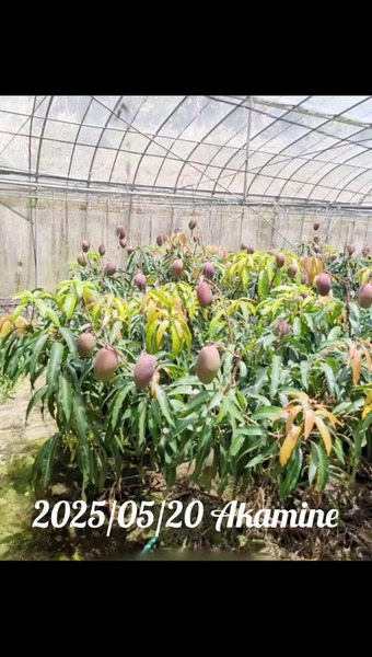赤嶺農園