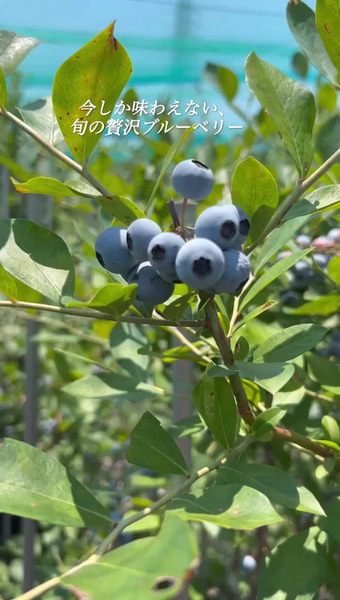 Blueberry Gaoka 