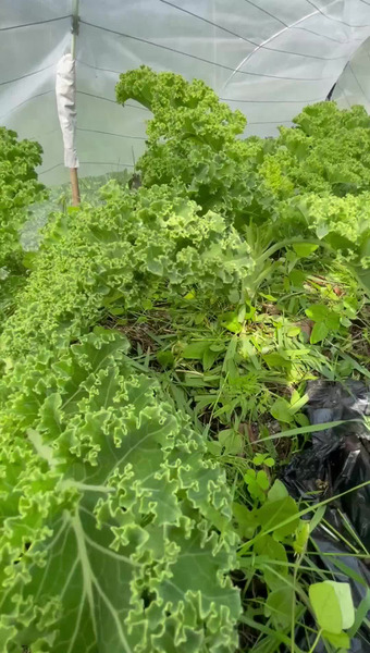 ハウレット農園
