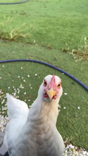 レモンの卵農園