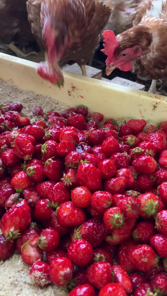 合同会社セリフ