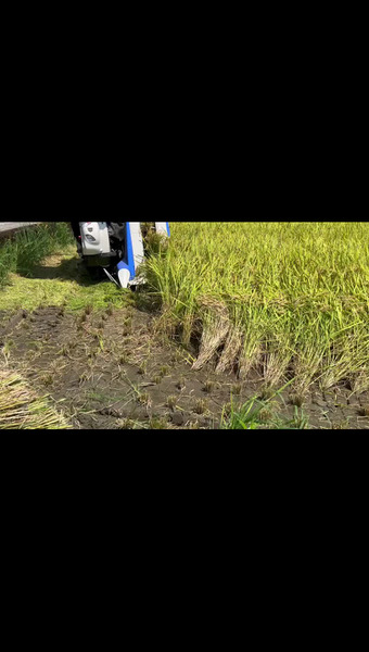 ギャルのおこめ部屋🌾