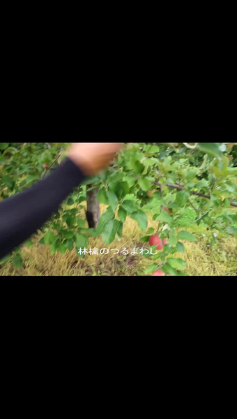 とんがり▲まさひろ林檎園