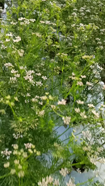 HERBARY.S ハーブ園さくらい
