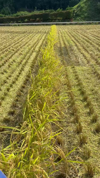 ギャルのおこめ部屋🌾