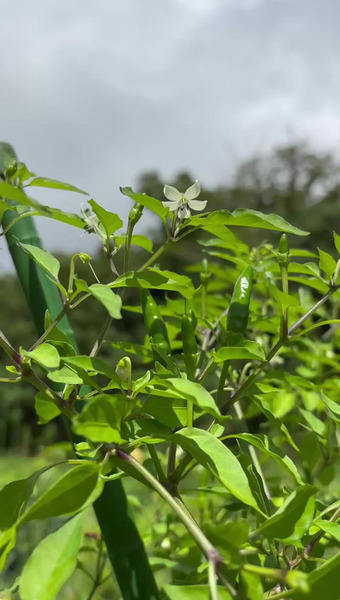 みろくふぁーむ