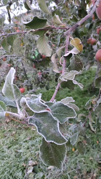 カエルフルーツカンパニー