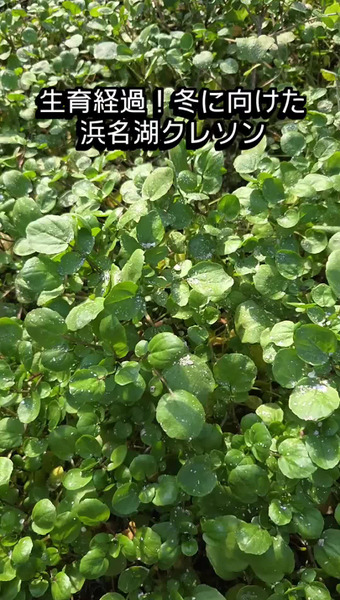 新菜園