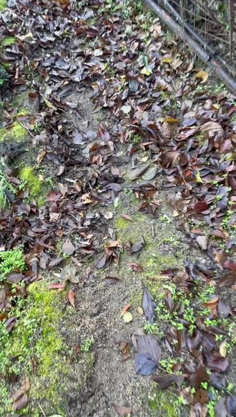 鷺島みかんじま