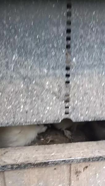 芦屋養鶏場（あしやエッグファーム）