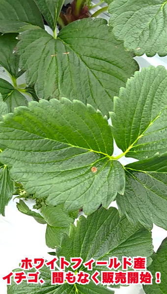 パドルファーム