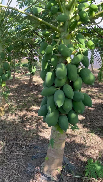 Baji西洋野菜研究所