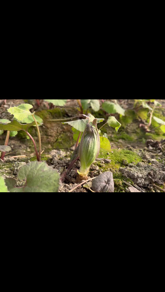 ふゆ ǀ 柊ふぁーむ