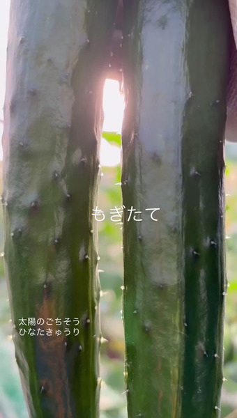 ひなたきゅうり