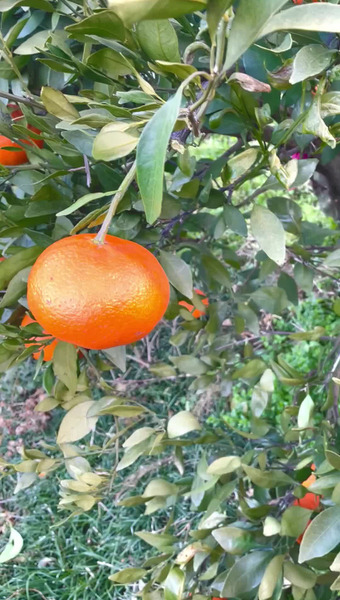 ニノミヤファーム