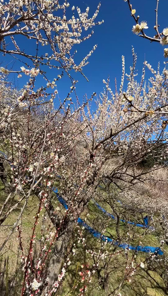紀州ふるさと農園