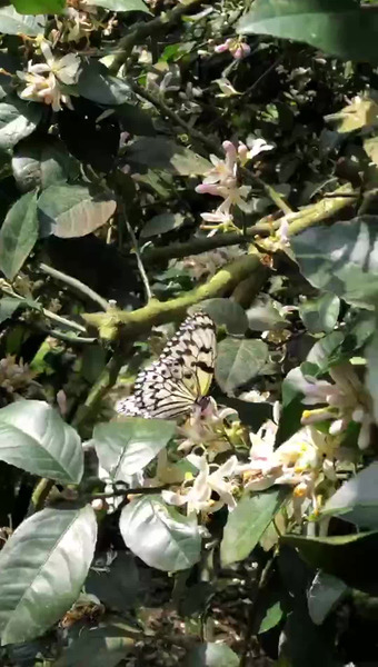 西表ジャングルファーム