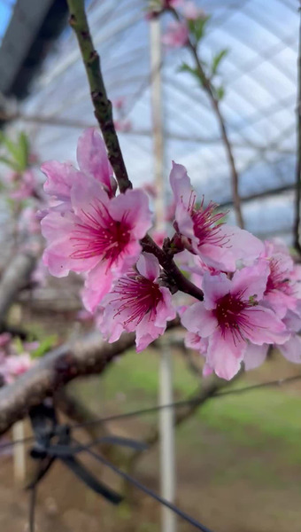 ハナウタカジツ
