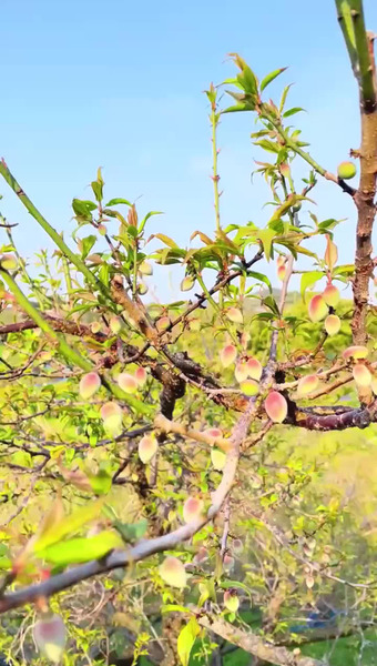 梅千代本舗*青梅.* 