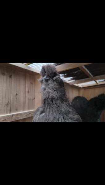 芦屋養鶏場（あしやエッグファーム）