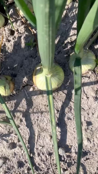 グリーンファーム居内