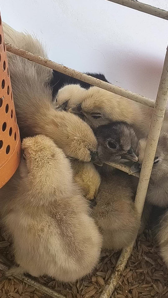 芦屋養鶏場（あしやエッグファーム）