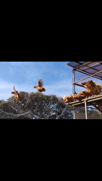ホホヱミ農園