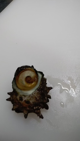 盛漁丸