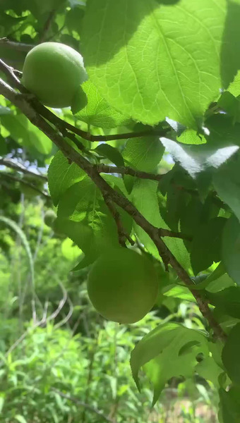 ひらた果樹園