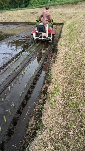 森ノリノ