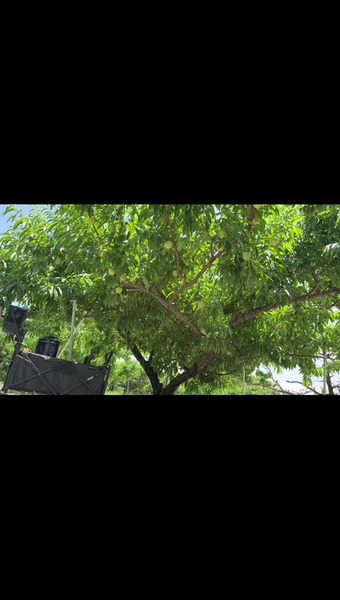まるとう果樹園