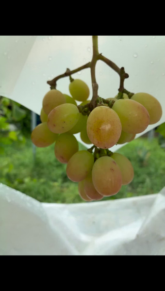 中村農園