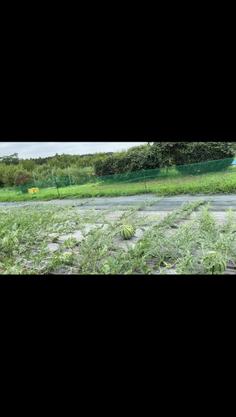 管理栄養士が育てる固定種/在来種のお野菜・自然栽培ナチュベジ＊ウィル 