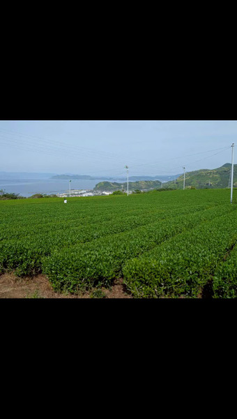藤田製茶