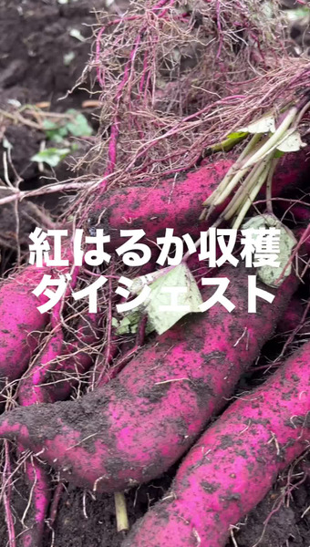 本多荘輔の情熱にんにく畑