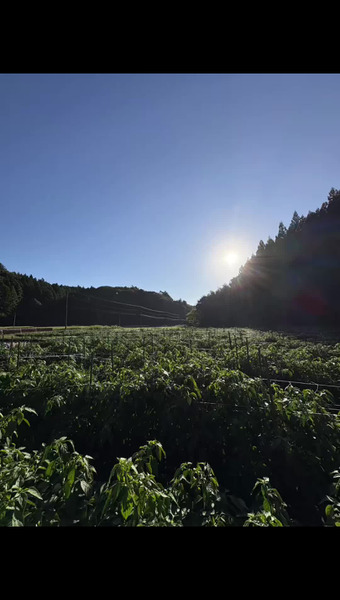 808FARM
