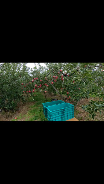 if-imaifarm今井農園
