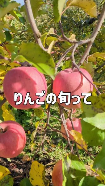 カエルフルーツカンパニー