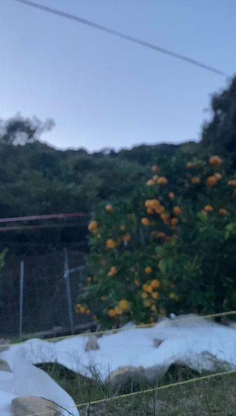 西果樹園